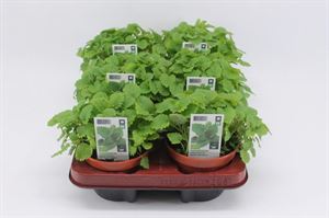 Afbeelding van Citroenmelisse